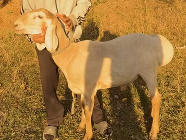 母羊, Arashan sheep