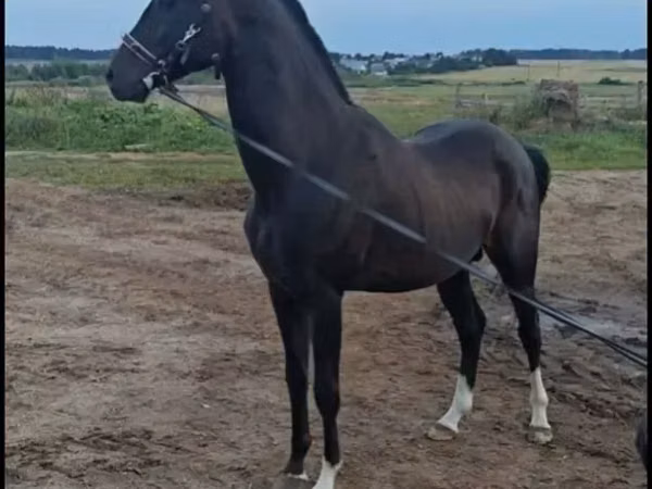 ცხენი, Akhal-Teke