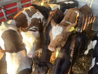 İribuynuzlu mal-qara (partiya, cinsi göstərilməyib), Simmental cattle — foto 6