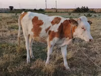 Vaca, Ganado vacuno — foto 2