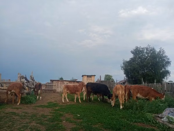 İribuynuzlu mal-qara (partiya, cinsi göstərilməyib), Mal-qara