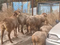 Sheep, Sheep — photo 2