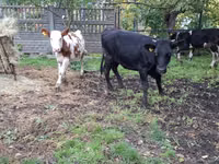 Krava, Simmental cattle — foto 8