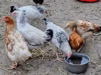 Chickens — foto 6