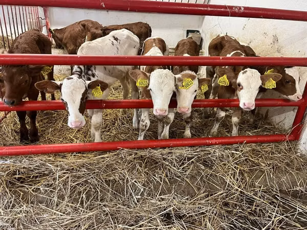 Bovins (lot, sexe non indiqué), Simmental cattle