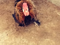 Chickens — foto 3