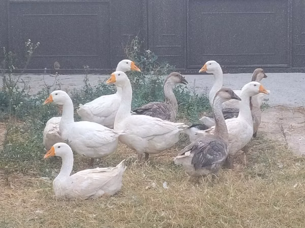 Geese — Ozarbayjon