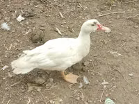 Ducks — photo 6