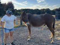 Caballo, Mule — foto 3