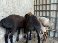 Bélier, Moutons — photo 2