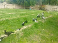 Evcil Misk ördeği — foto 2