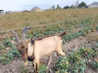 Cabro, Alpine goat — foto 1