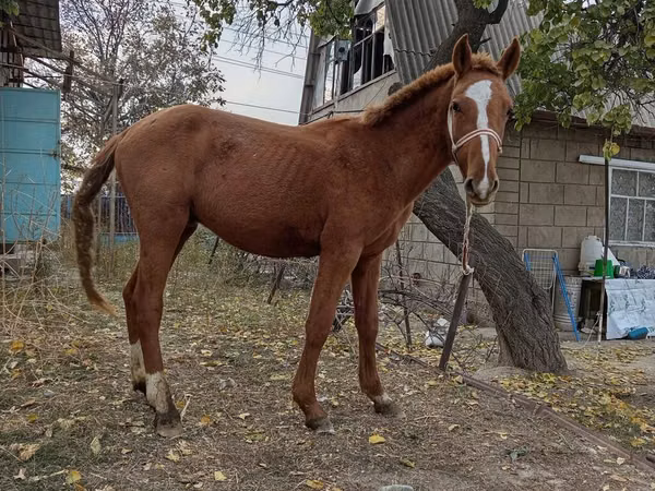 母马, Horses