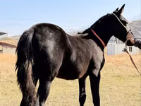 Caballo, Arabian horse — foto 8