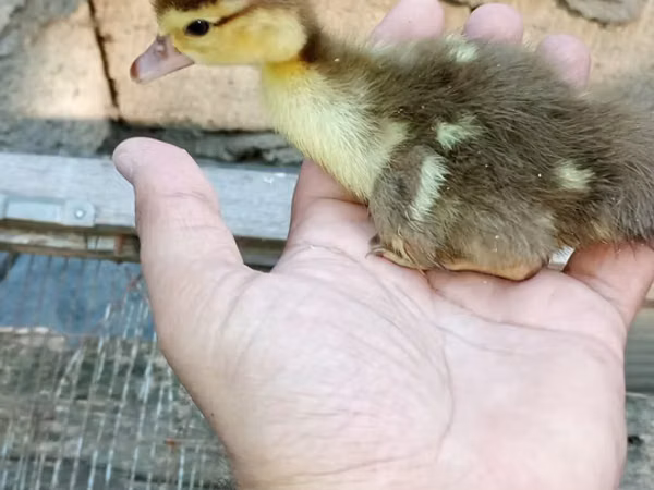 Ducks