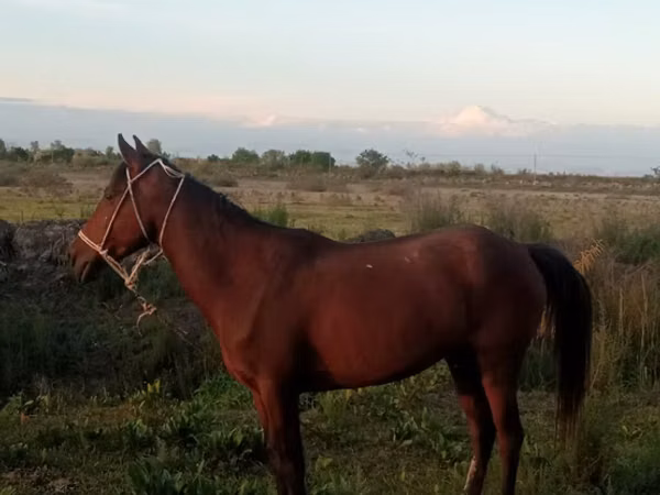 Кобыла, Карабахская