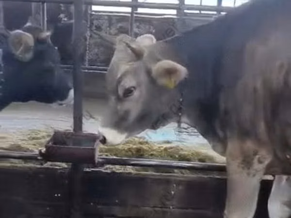 Vache, Swiss cattle