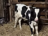 雄牛, Russian Black pied cattle — 写真 1