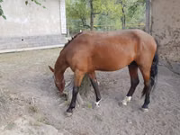 Cheval, Karachay horse — photo 2