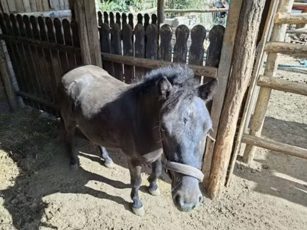 At, Atlar