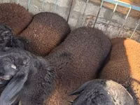 Ram, Hissar sheep — photo 2