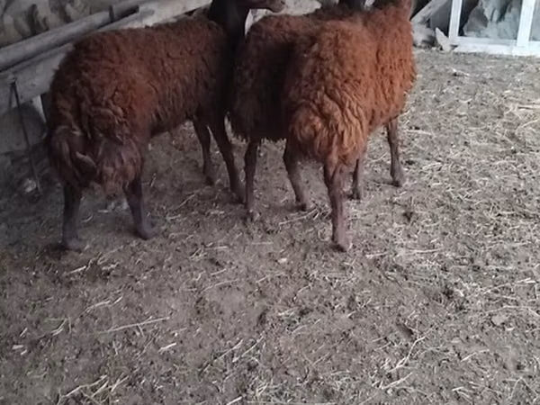 Beran, Ovce — Ázerbájdžán