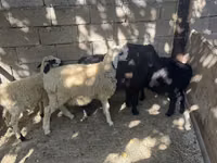 Bélier, Moutons — photo 4