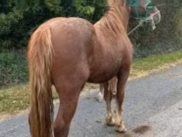 Cavalo, Andalusian horse