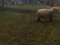 Baran, Shroshire sheep — zdjęcie 1