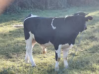 Buğa, Russian Black pied cattle — foto 3