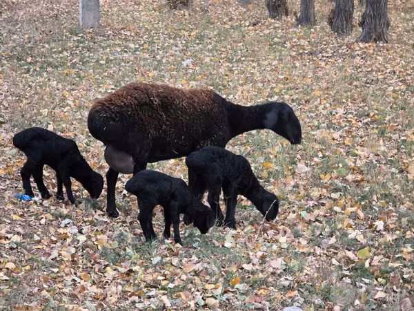 母羊, Sheep