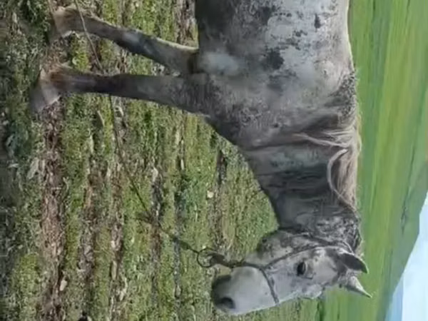 Конь, Карабахская