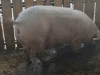 Säue, Schweine — Foto 1