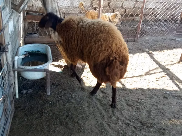ஆண் ஆடு, Blackheaded Persian sheep