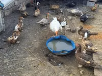 Ducks — 2-rasm