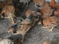 Chickens — Foto 4