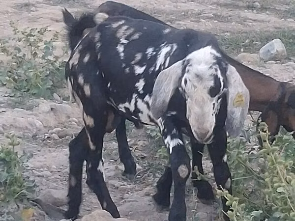 Kozel, Nubian Goat