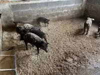 Domuzlar (parti, cinsiyet belirtilmedi) — foto 2