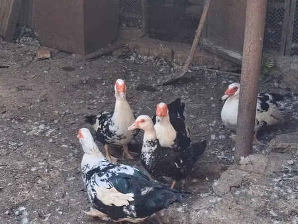 Ducks — أذربيجان