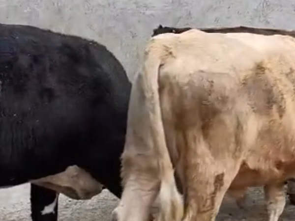母牛, Cattle