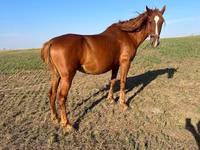 Kobyła, Konie — zdjęcie 3