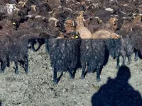 ஆடுகள் (தொகுதி, பாலினம் குறிப்பிடப்படவில்லை), Karachay sheep — புகைப்படம் 6
