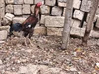 Chickens — foto 7