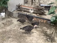 Turkeys — Foto 2