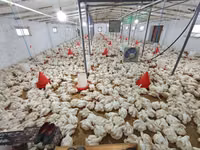 Chickens — zdjęcie 2