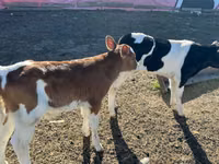 ხარი, Russian Black pied cattle — ფოტო 3