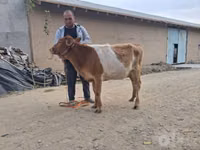 Krowa, Simmental cattle — zdjęcie 1