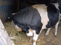 Boğa, Russian Black pied cattle — foto 1