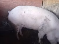 Świnie (partia, płeć nieokreślona) — zdjęcie 3