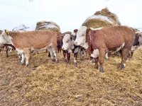 காளை, Russian Black pied cattle — புகைப்படம் 8